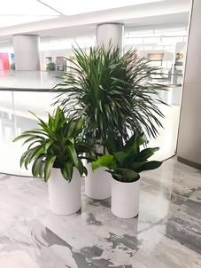 宁波前湾花卉租赁价格